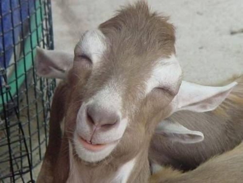 Smile - Even a goat knows how to smile....; )