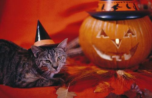 Tippy in her Witches Hat - image of Tippy at Halloween