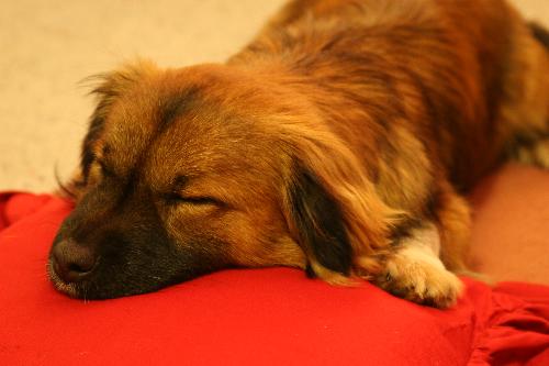 Our Puppy Dog - This is Mickey our 1 year old Tibetan Cross Spaniel. He is so full of energy and mischief.