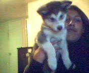 me and my mal - i love my malamute, this is him as a puppy
