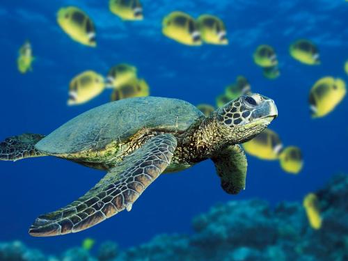 Save the Turtles - It is a picture of a green Sea turtle. Before these turtles become extinct like most other species, we should try to save them.