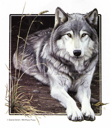 i love wolves, and i love this image - this image is so beautiful, its just so peaceful.. i love wolves and all they represent