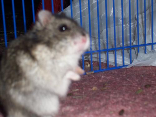 expereince the gerbil - Here is our gerbil named Cartman. World cartman. Cartman meet the world.