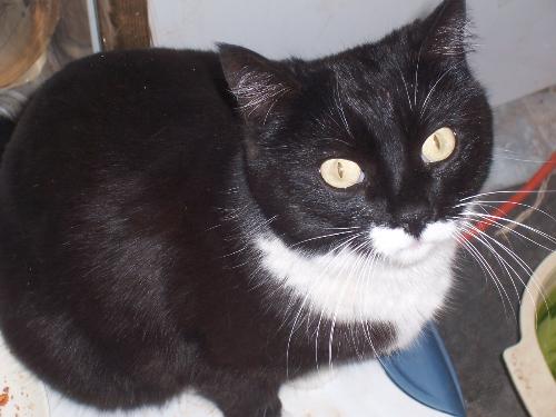 tuxedo baby - This is my adorable tuxedo baby tuxedo cat.