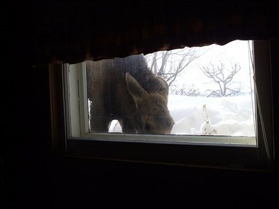 Confused moose - An out of place moose. Wondered into town and hung out for a bit. Picture taken from my parent's basement.