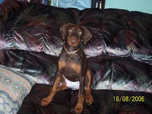 Dogs - This is a picture of our Doberman when I was house breaking it. That is why she is in a pull up!