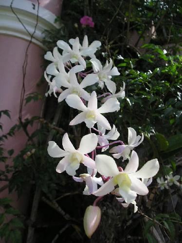 orchids - well, i love orchids! they&#039;re so beautiful. 