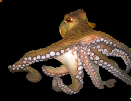 Octopus - its animal in sea