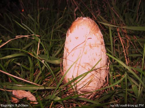 Unknown Variety of Minnesotan Mushroom - Just an awesome looking mushroom taken in Minnesota recently. Unknown Variety of Minnesotan Mushroom - Just an awesome looking mushroom taken in Minnesota recently.
