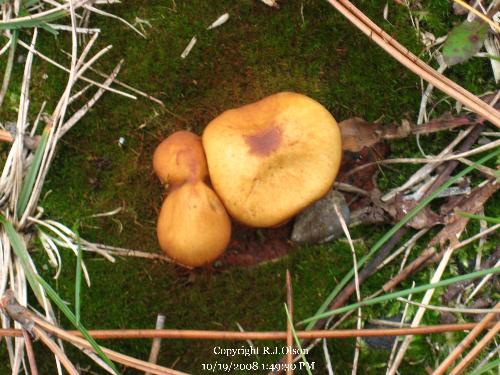 Unknown Minnesotan mushroom variety - This is another cool looking mushromm from Minnesota USA. Unknown Minnesotan mushroom variety - This is another cool looking mushromm from Minnesota USA.