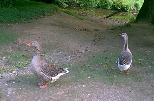 George and Gracie - These are the gray geese who became my fishing buddies. They hung around me quite often, hoping I'd have something to feed them.
