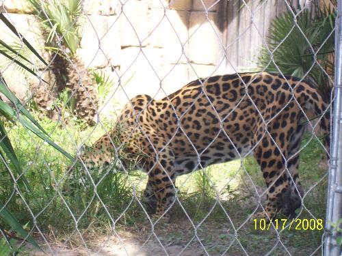 Jaguar - Jaguar at the zoo