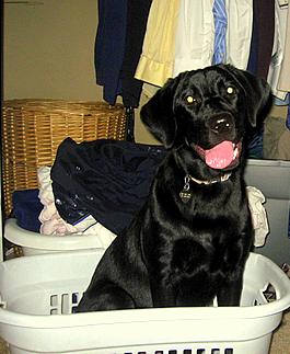 The furry little culprit! - This is my sister's lab puppy who loves to dig holes in the back-yard