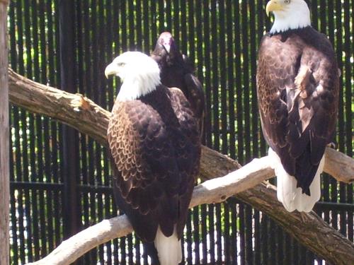 Bald Eagles - Bald Eagles at Washington Zoo in Michigan City, IN