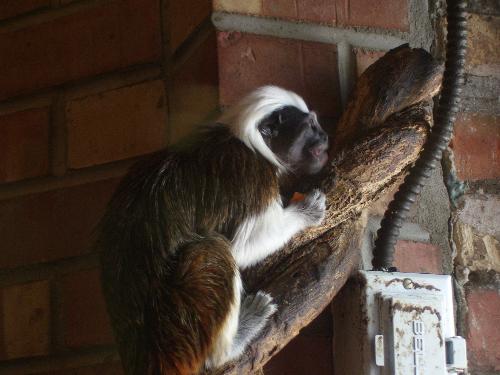 monkey - some kind of lil monkey at the zoo