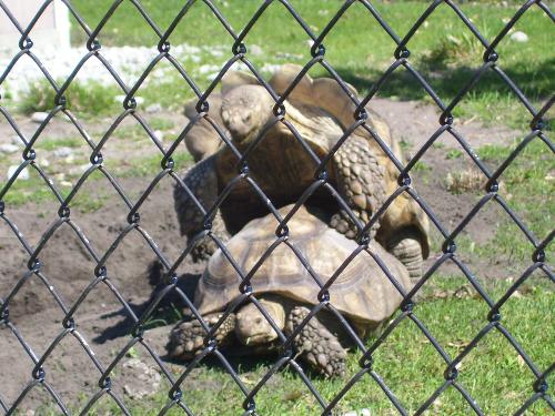 Turtles humpin' - Turtles getting busy at the zoo!
