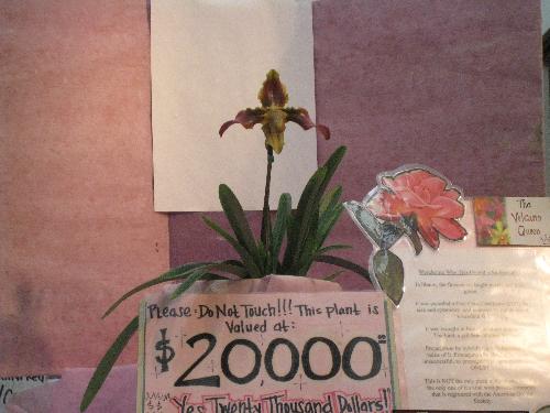 rare orchid - orchid for sale at a nursery on the Big Island of Hawaii
