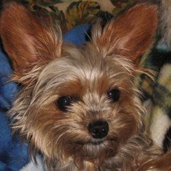 Cute Small Dogs - Roxy is my 5.6 lb Yorkie X Shitz Shu X Maltese female, 17 months old