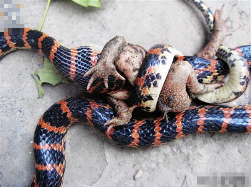 Snake fighting frog - Yesterday i saw a war between a snake and a frog ,here is a photo about this war,please share