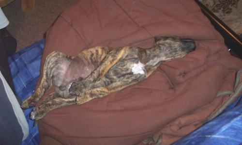 Snoopy impersonation - cerberus in repose