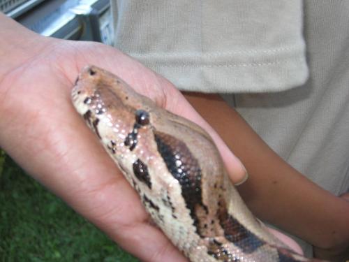 snake - boa constrictor