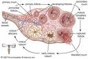 signs of Ovulation  - Ovulation picture signs