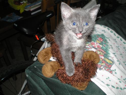 Katie the champion - Katie the cat, wrestles Brownie the webkins dog to the ground.