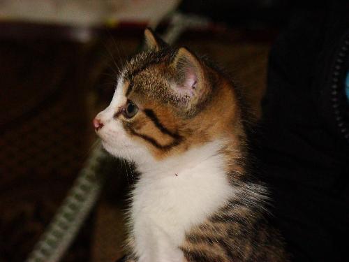 kitten - the kitten