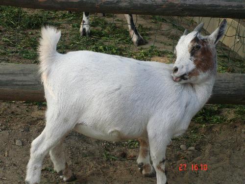 Goat - Cute goat