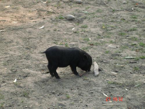 Piglet - Black piglet