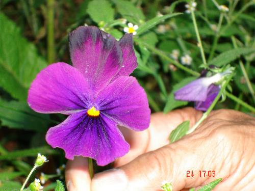 Pansy - Purple pansy flower