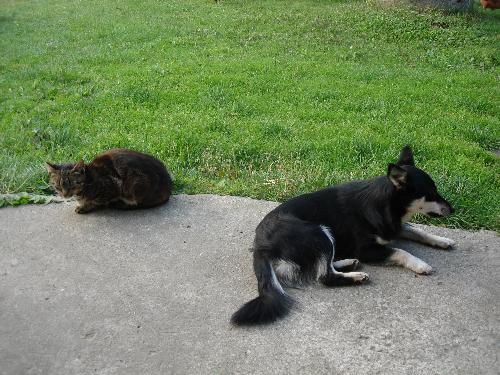 Cat'n'Dog - You should appologize...!