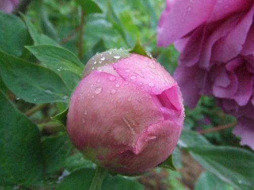 Peony - There is one of the most famous flowers 'Peony' in China,Luoyang Hunan province.