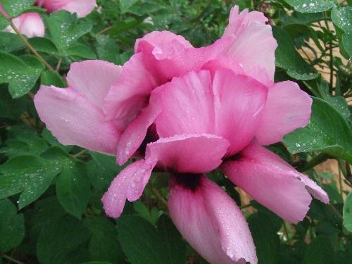 peony - There is peony,too.It's becauful,right?