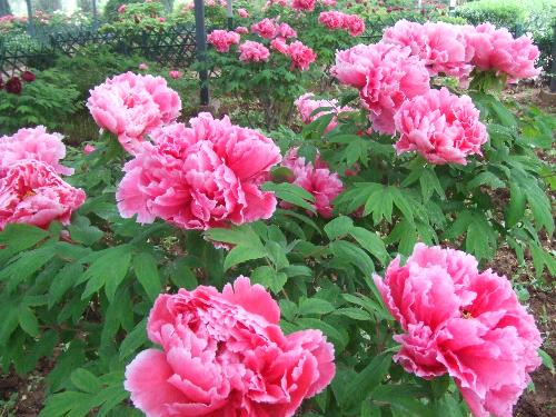 Peony - There are so many kind of peony...too many varieties.