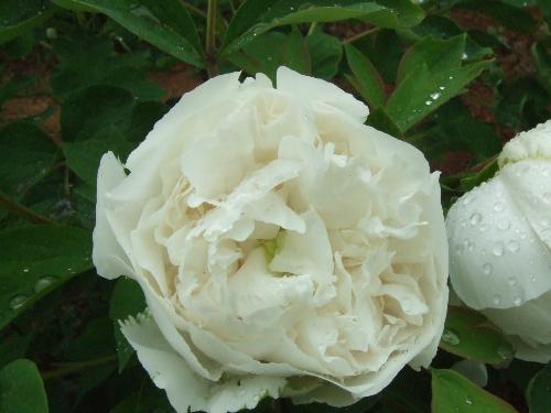 peony - Green peony,have you ever seen?