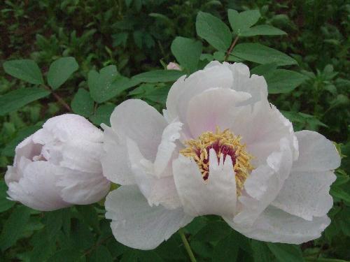 peony - This peony is white...
