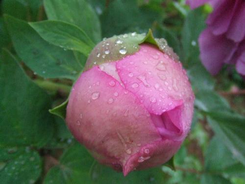 peony  - This peony will be abloom at once.