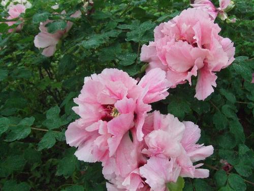 peony - one more peony...