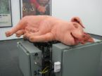 Sleeping - Pig in a deep sleep!