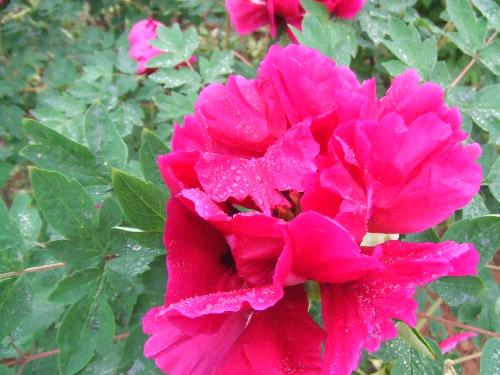 peony - beautiful flower--peony