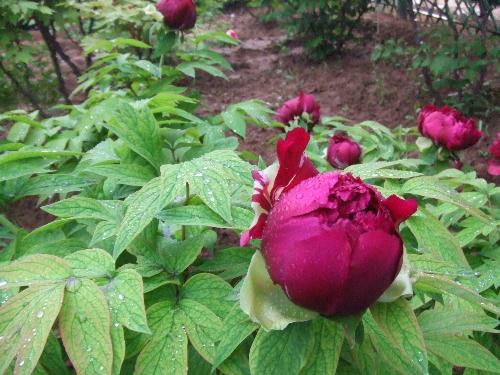 peony - another variety of peony.