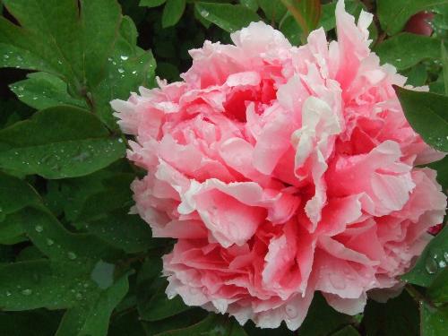 peony - pink peony with different color.