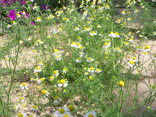 German Chamomile - German chamomile growing in my garden.