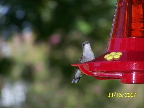 Hummingbird - Hummingbird at our feeder.