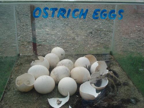 ostrich egg - this is an ostrich egg. it is big