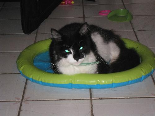 Bella - our cat Bella using a toy for a bed