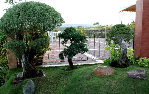 bonsai - beautiful bonsai plants in the garden of sarangani highlands