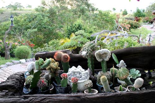 cacti - I love cacti. They're so beautiful.
