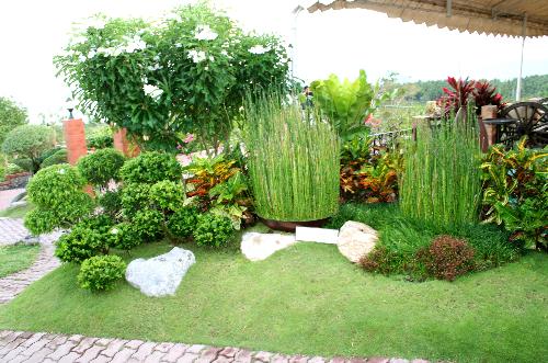 garden - A garden full of greens. Greens are just so good in the eyes. They tend to soothe and relax the mind.